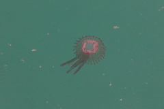 Pelagia noctiluca