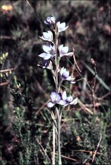 Thelymitra aristata