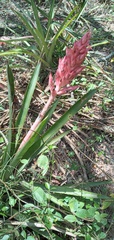 Aechmea distichantha
