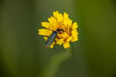 Chauliognathus lugubris