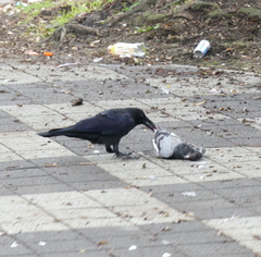 Corvus macrorhynchos