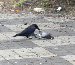 Corvus macrorhynchos