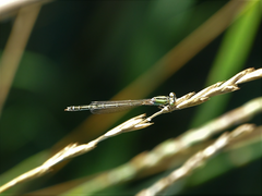 Ischnura pumilio