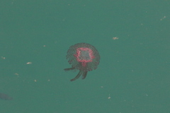 Pelagia noctiluca