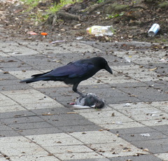 Corvus macrorhynchos