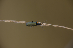 Chauliognathus lugubris