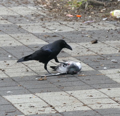 Corvus macrorhynchos