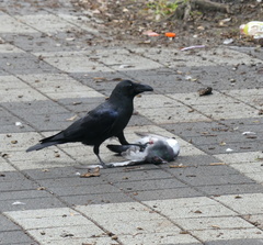 Corvus macrorhynchos