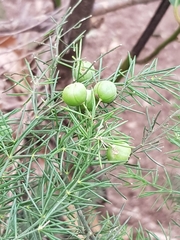 Asparagus
