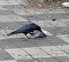 Corvus macrorhynchos