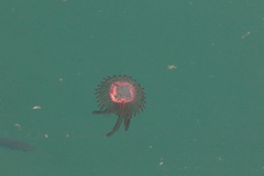 Pelagia noctiluca