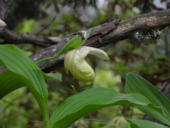 Cypripedium flavum