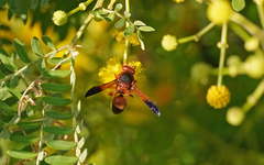 Rhynchium oculatum