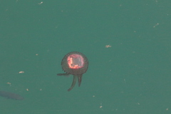Pelagia noctiluca