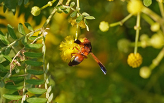 Rhynchium oculatum