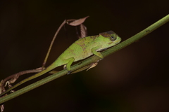 Nadzikambia mlanjensis