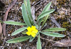 Goodenia willisiana