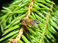 Colletes cunicularius