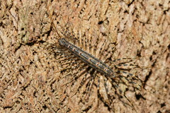 Allothereua maculata
