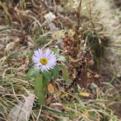 Erigeron karvinskianus