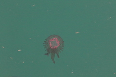 Pelagia noctiluca