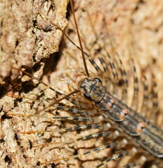 Allothereua maculata