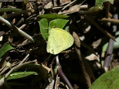 Eurema smilax