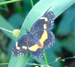 Chlosyne lacinia crocale