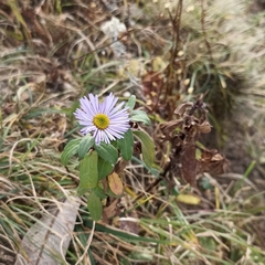 Erigeron karvinskianus