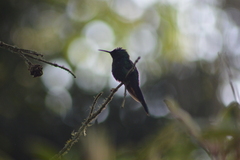 Thalurania glaucopis