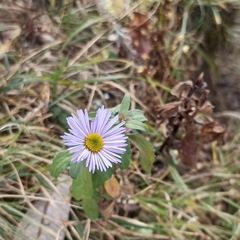 Erigeron karvinskianus