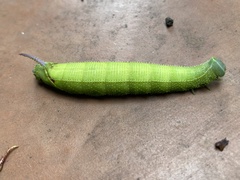 Pseudoclanis postica