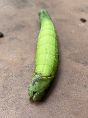 Pseudoclanis postica