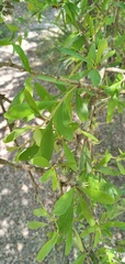 Sideroxylon obtusifolium