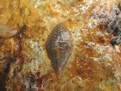Glossiphoniidae