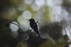 Thalurania glaucopis