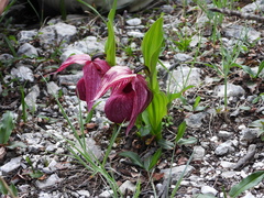 Cypripedium tibeticum