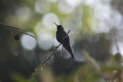 Thalurania glaucopis