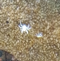 Munidopsis polymorpha