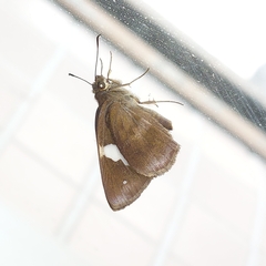 Notocrypta paralysos