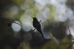 Thalurania glaucopis