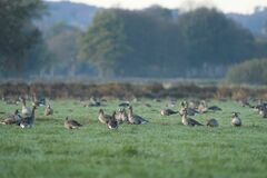 Anser albifrons albifrons