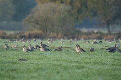 Anser albifrons albifrons