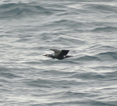 Phalacrocorax capillatus
