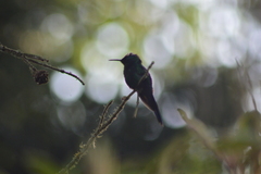 Thalurania glaucopis