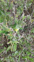 Goodenia amplexans