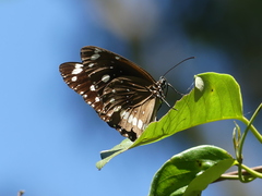 Euploea core corinna