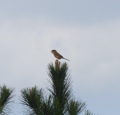 Lanius bucephalus