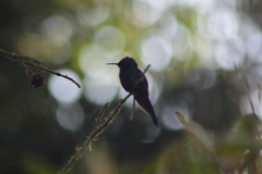 Thalurania glaucopis