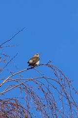 Turdus pilaris